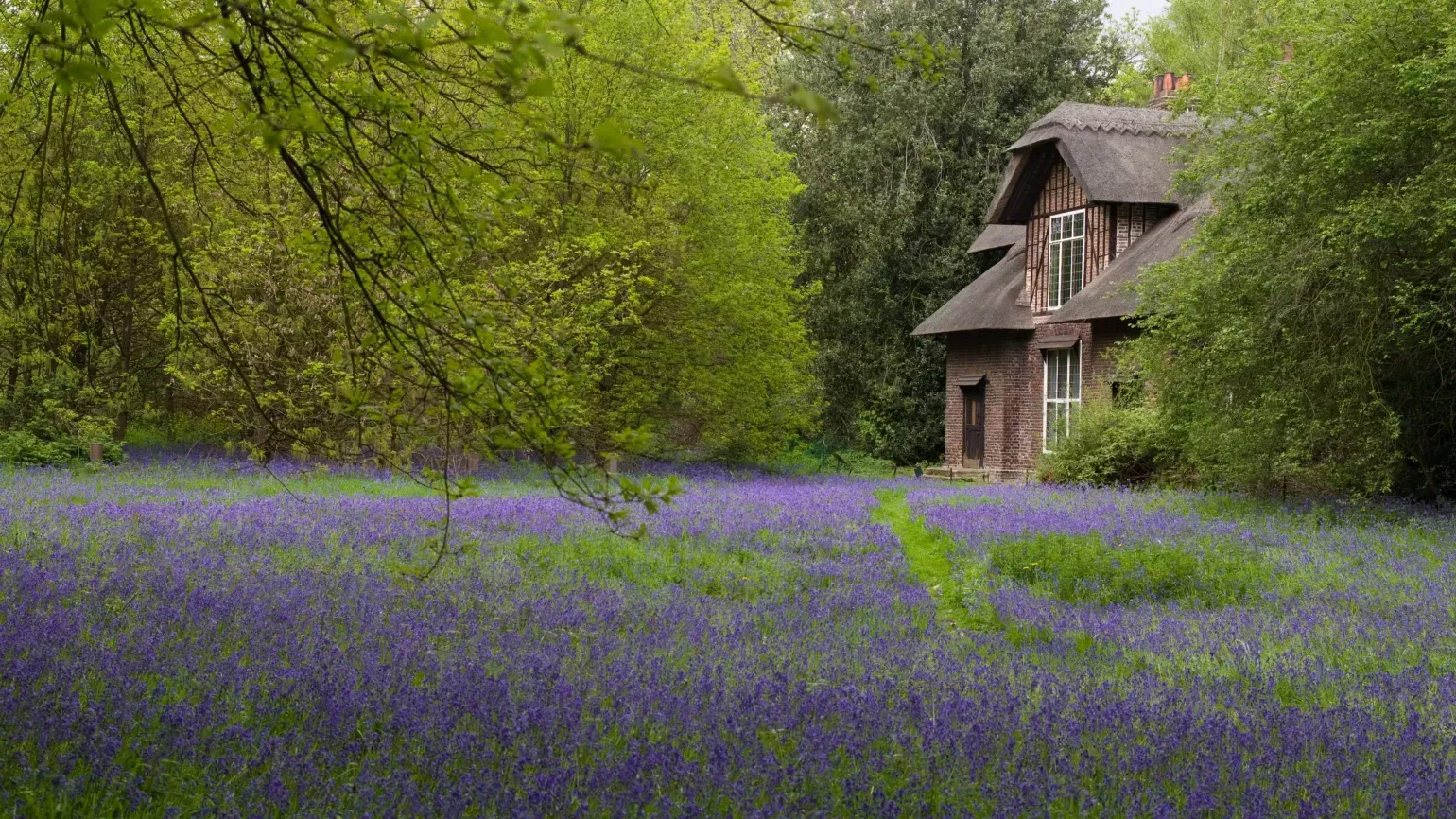 Bluebells blooming in front of Queen Charlotte's Cottage 