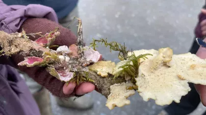 Multiple different fungi growing on a branch