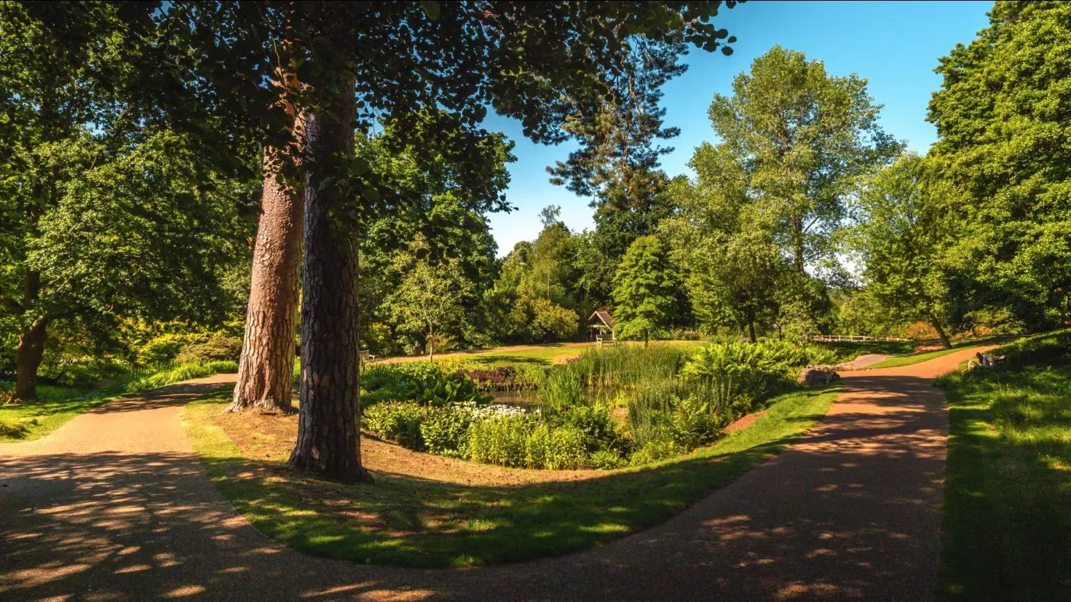 Trees and a pathway next to a colourful bog garden