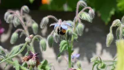 Borage, a herb also known as 'starflower' 