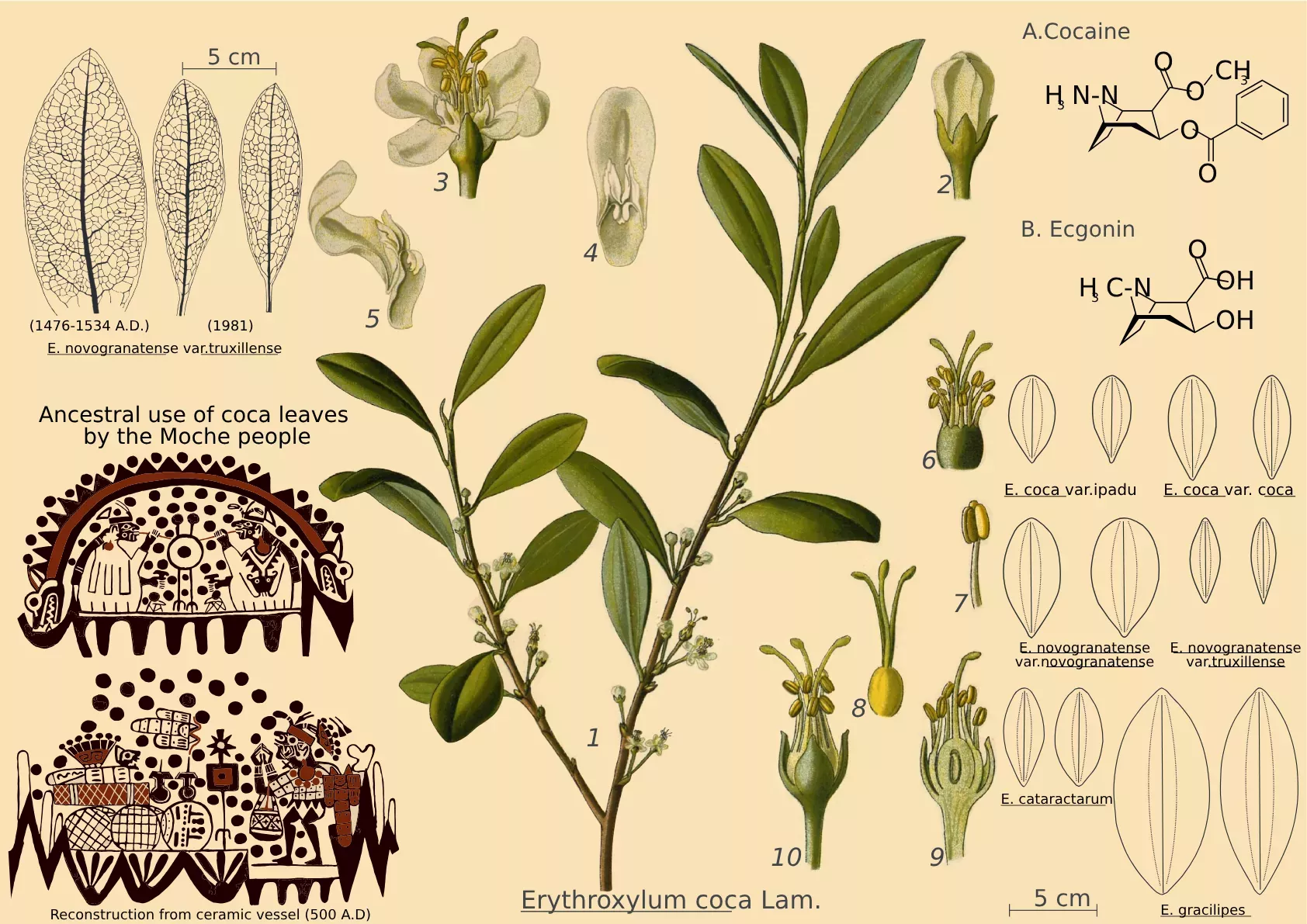 A diagram shows a coca illustration, images from old pottery, and the leaves of different coca varieties