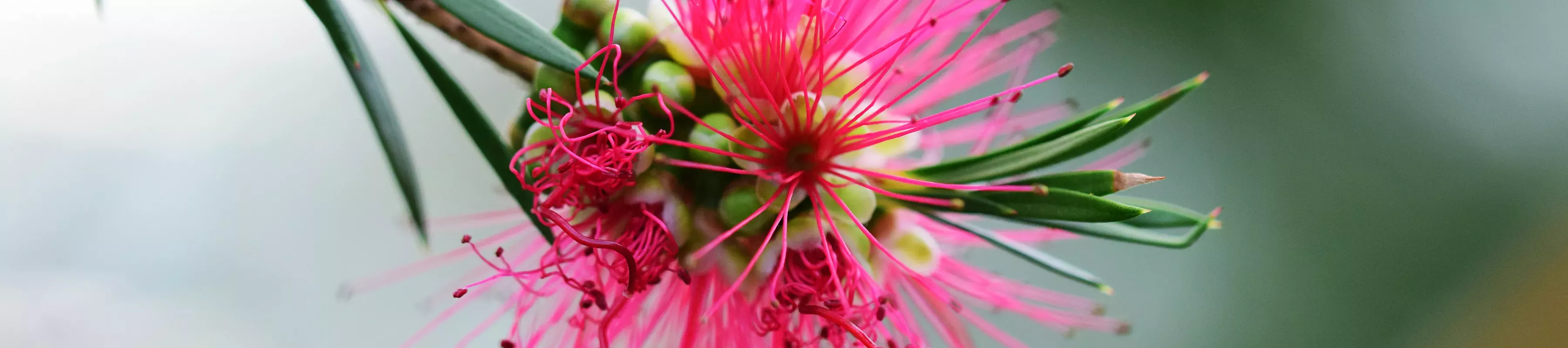 Callistemon citrinus,  the bottlebrush plant 