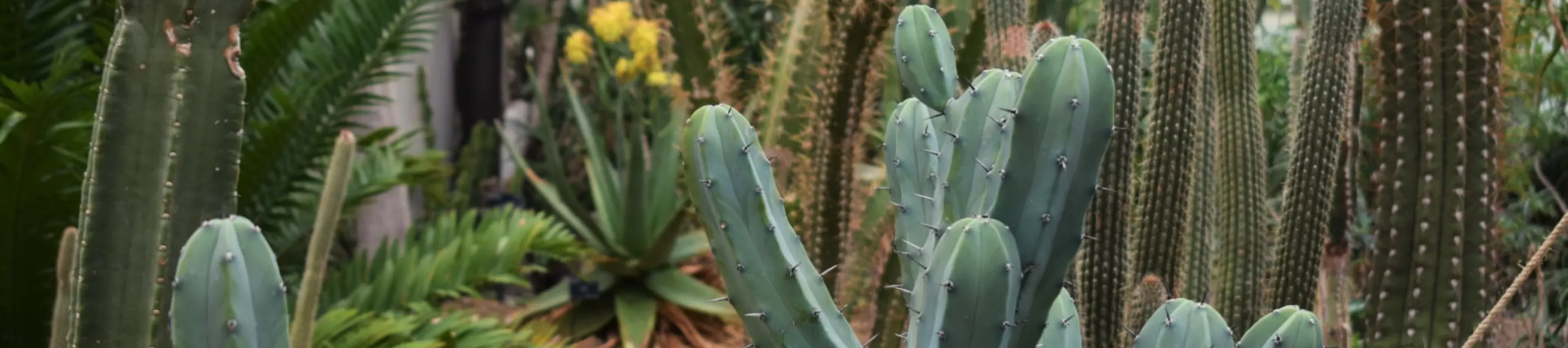 Cacti in the Princess of Wales Conservatory