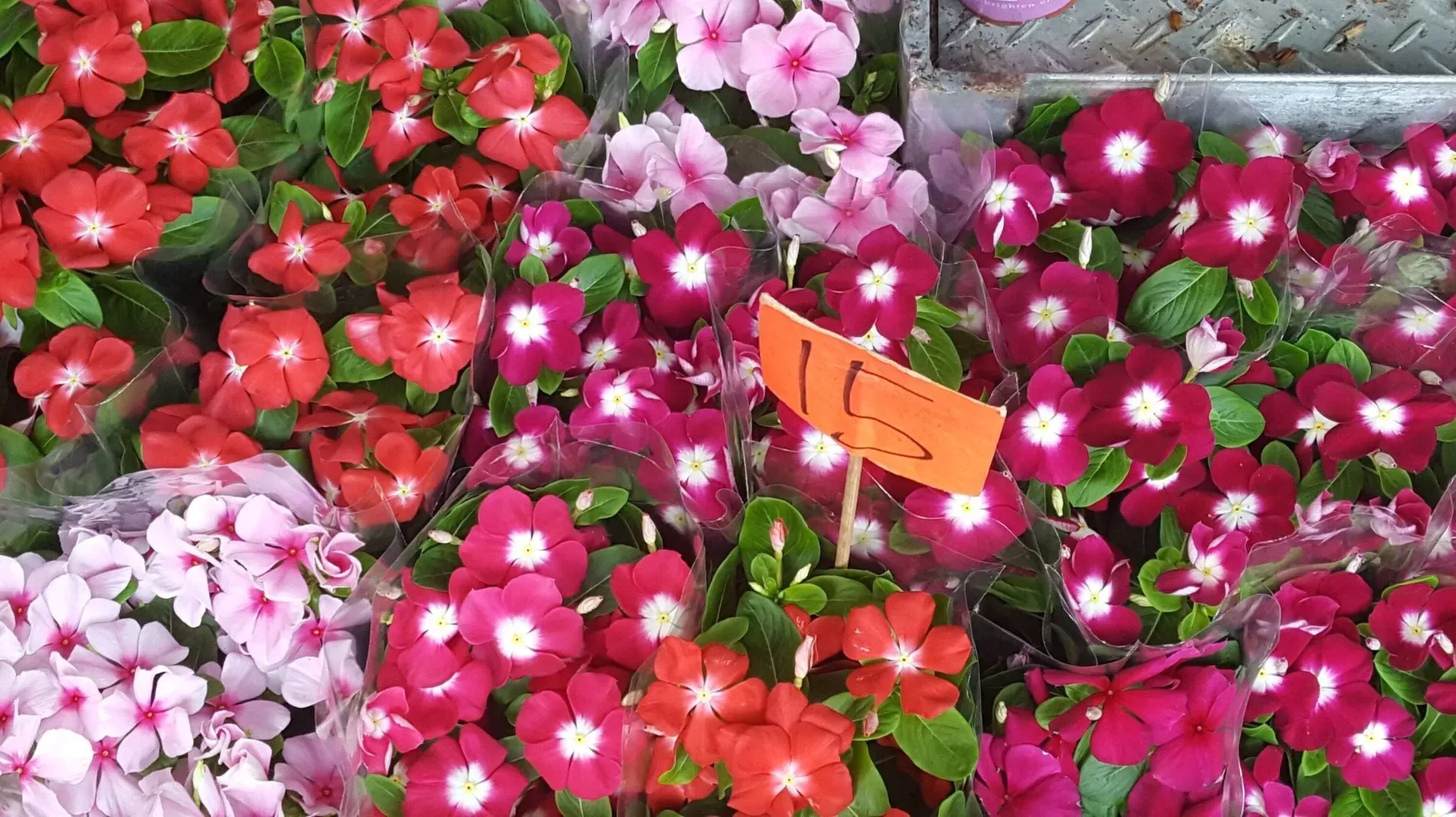 Collection of pink and white flowers