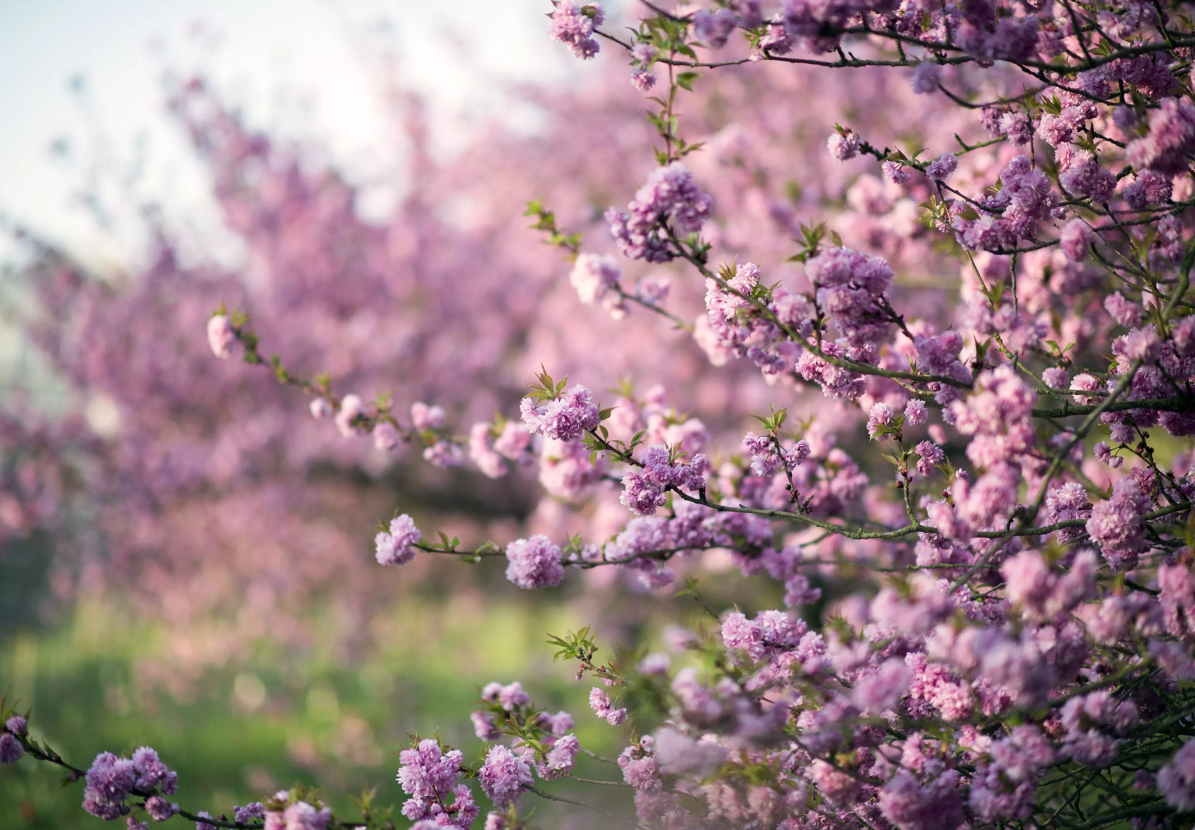 Cherry blossom near the Temperate House in spring