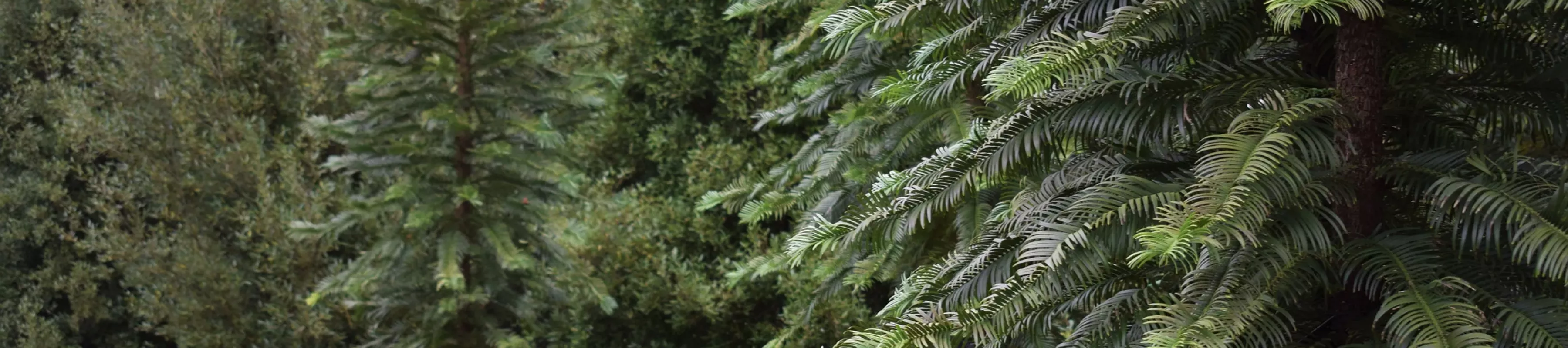 Pines in Bethlehem Wood at Wakehurst