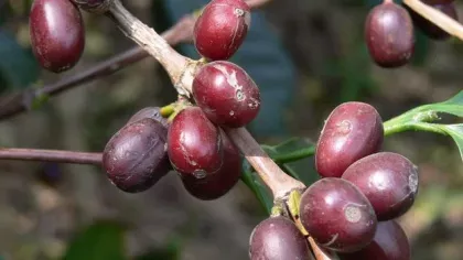 Coffee cherries