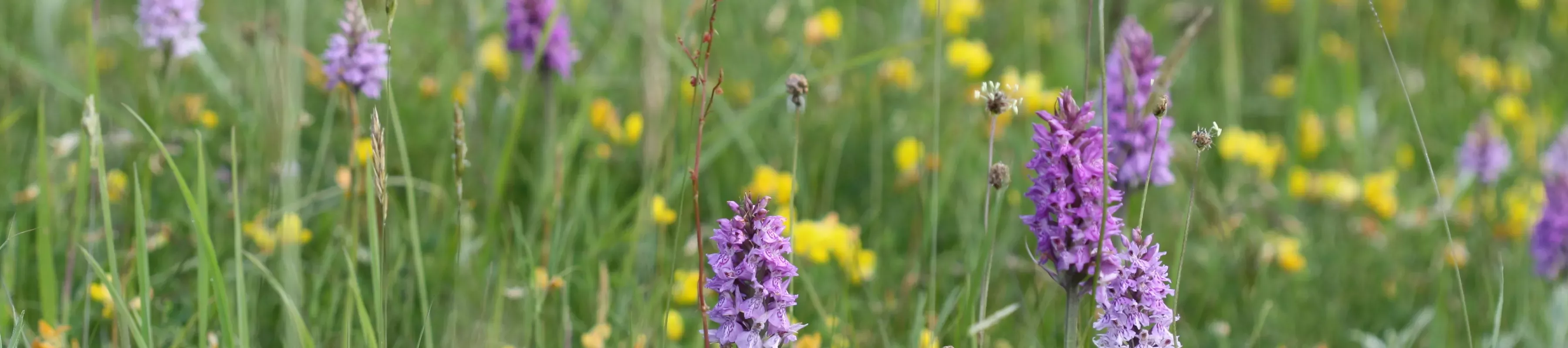 Purple and yellow flowers grow wild in a meadow at Wakehurst