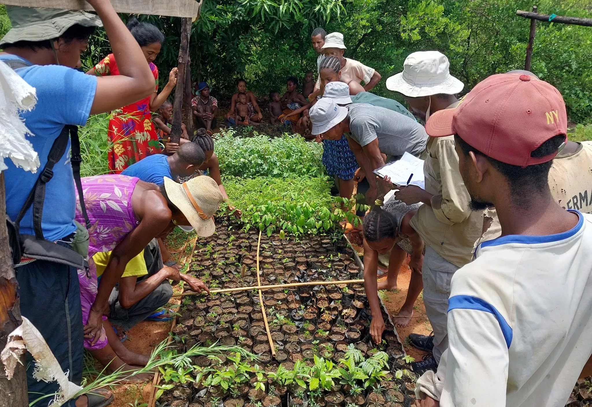 Many people crowd around an area of tiny saplings