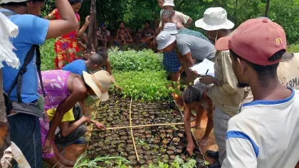 Many people crowd around an area of tiny saplings