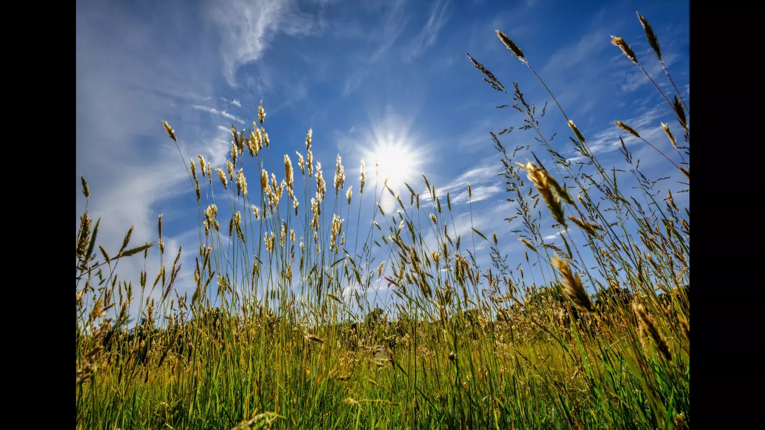 A photo of a meadow looking from the ground up to a blue sky