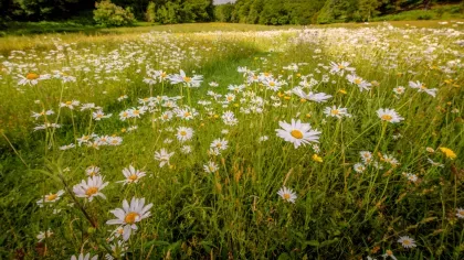 Daisies in Coronation Meadow