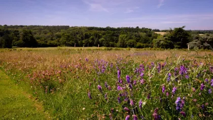 Coronation Meadow at Wakehurst