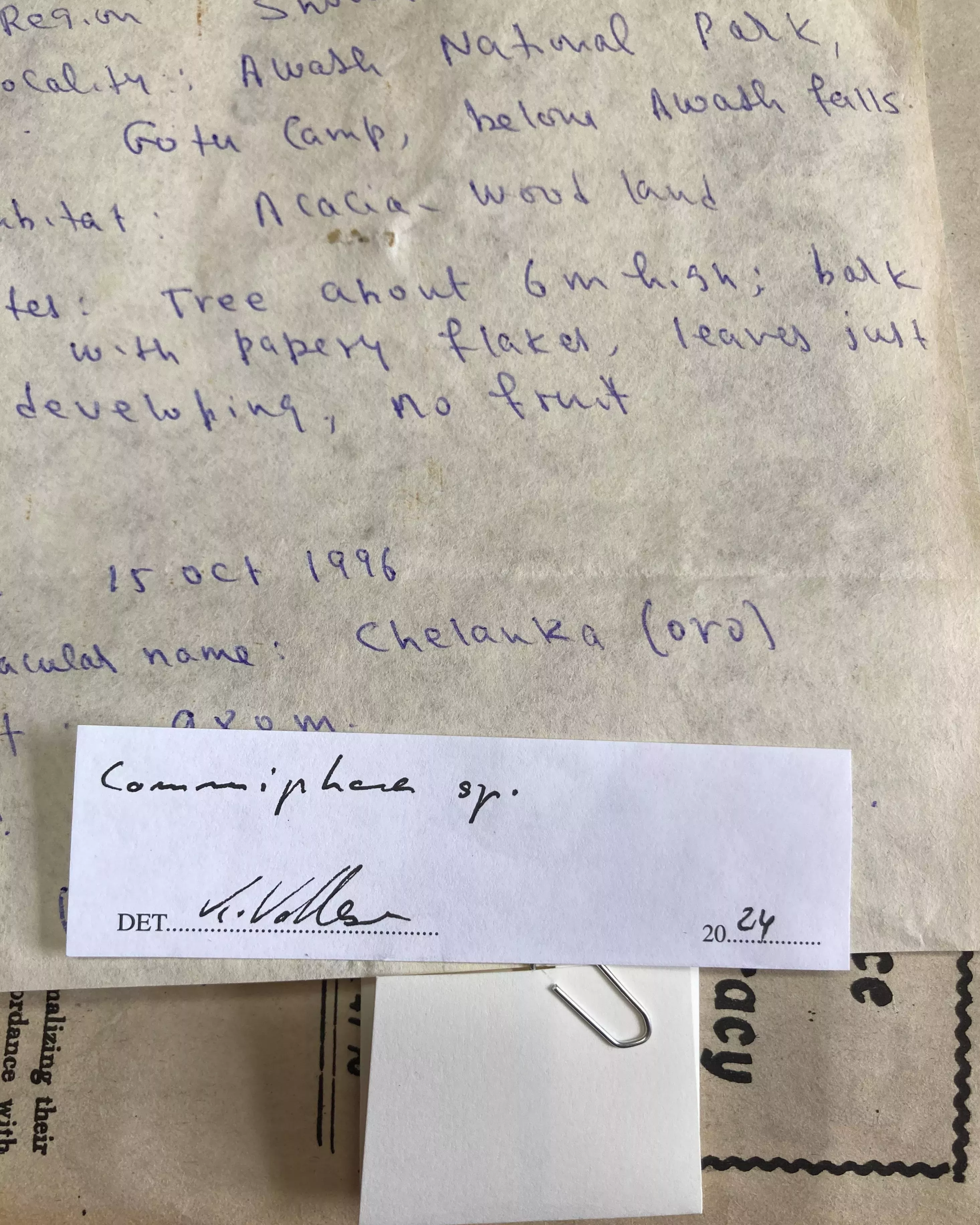 Handwritten notes on a herbarium accompany a species label