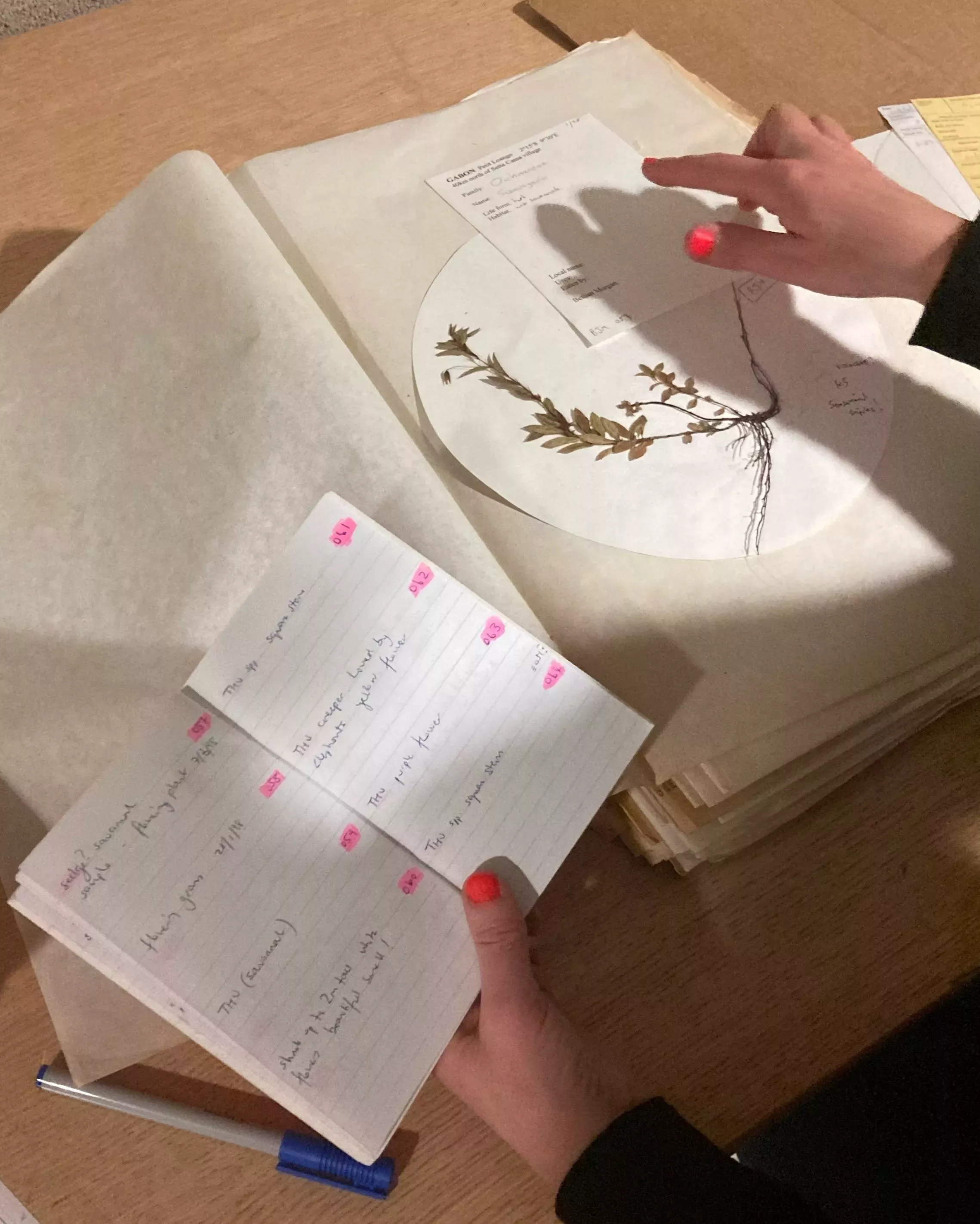 A person compares notes with a herbarium specimen