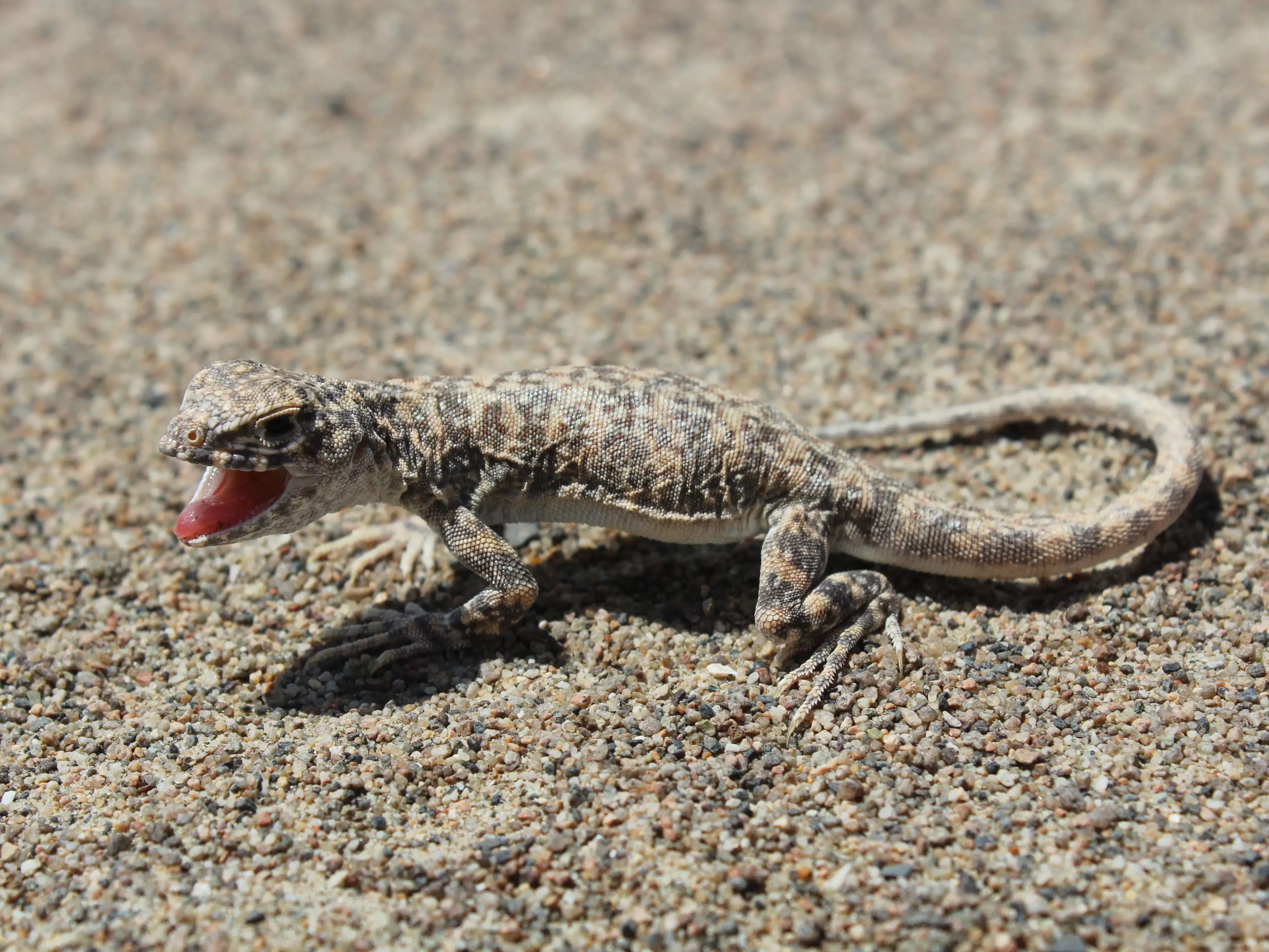 A small reptile is camouflaged against the sand