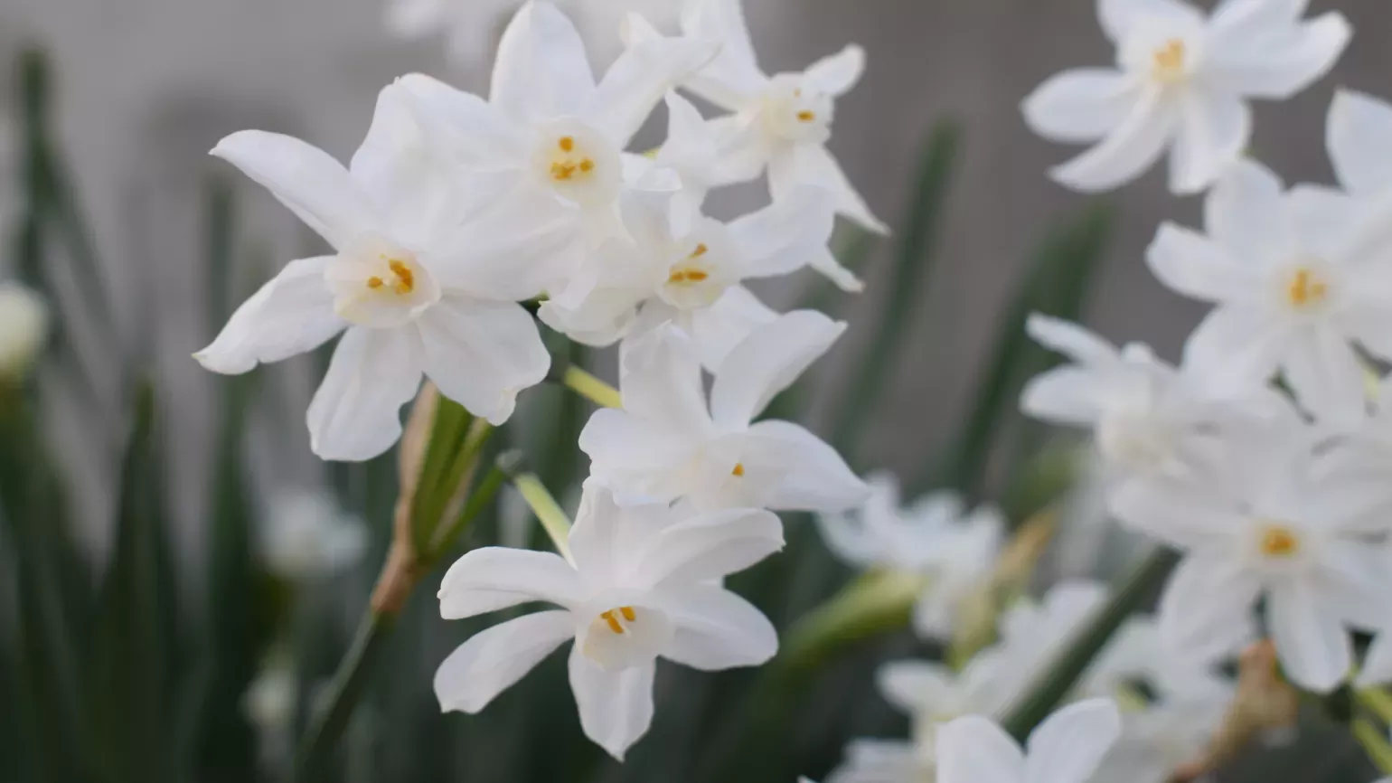 Daffodils in the Davies Alpine House 