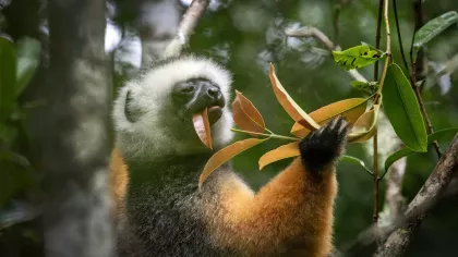 A fluffy lemur with golden and white fur eating a leaf