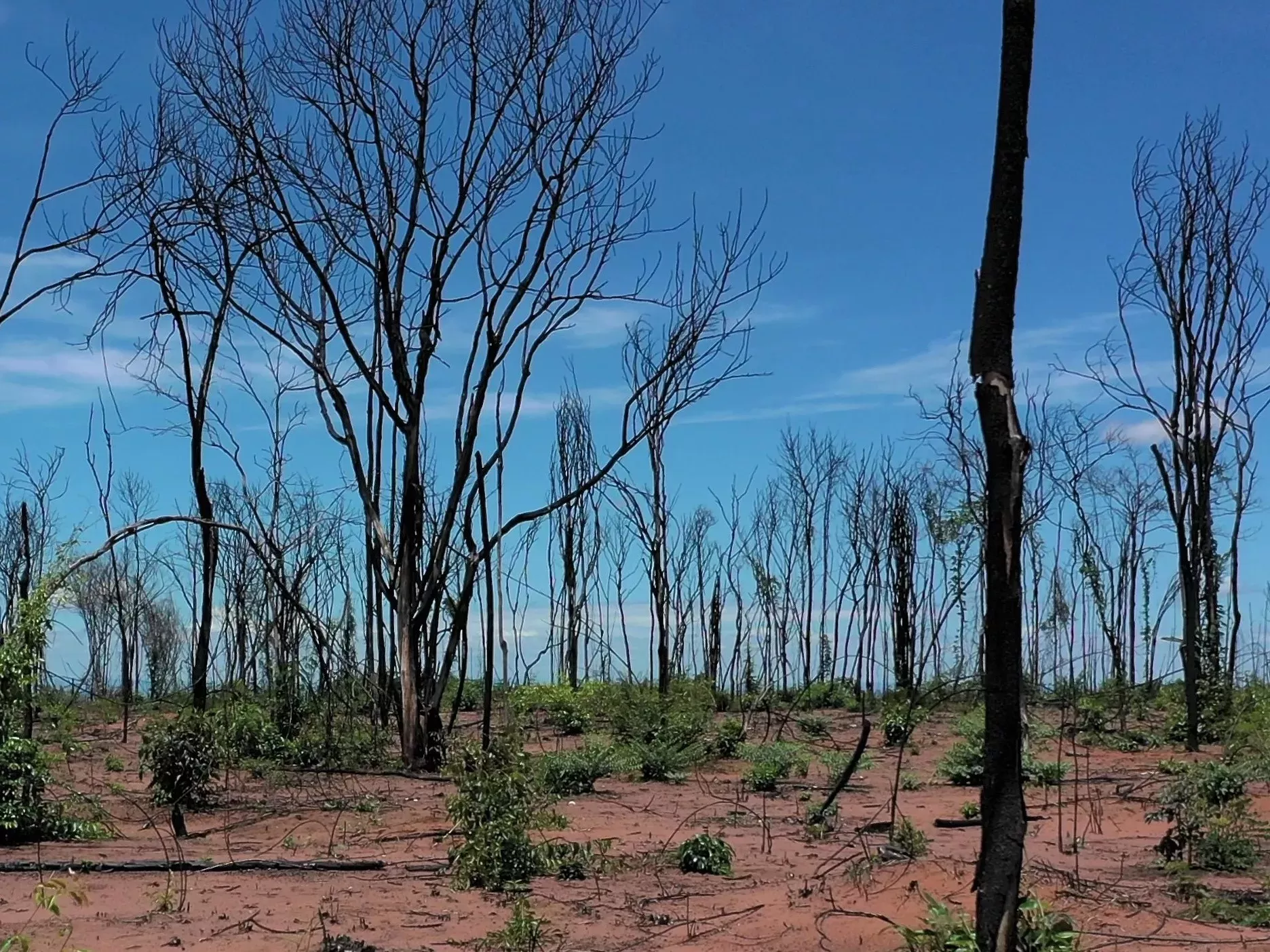 Blackened trees damaged by fire 