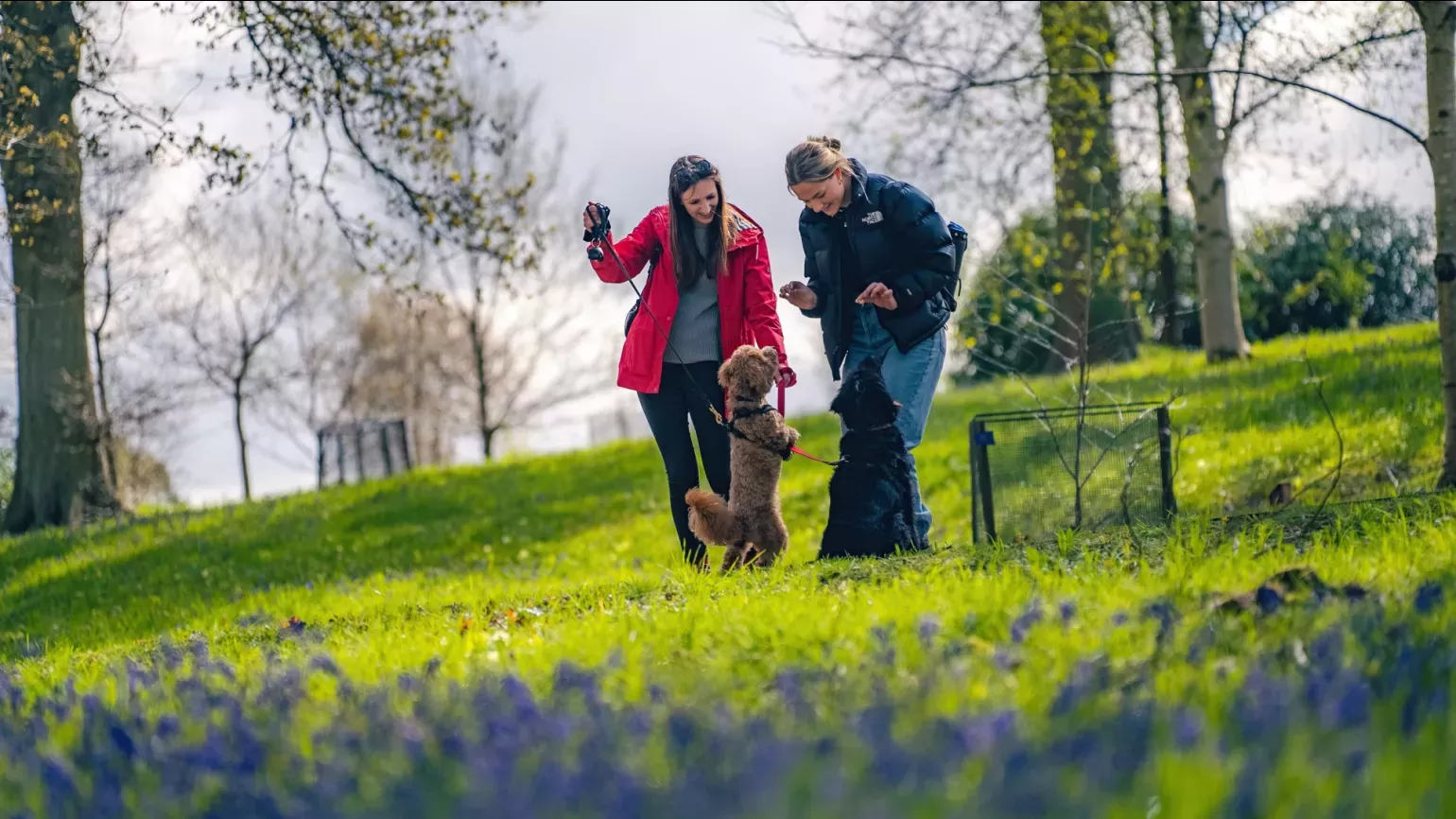 A pair of people play with two dogs in a wooded area with bluebells in the foreground