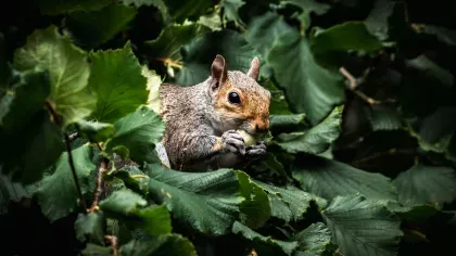 Grey squirrel eating hazelnut surrounded by hazel leaves