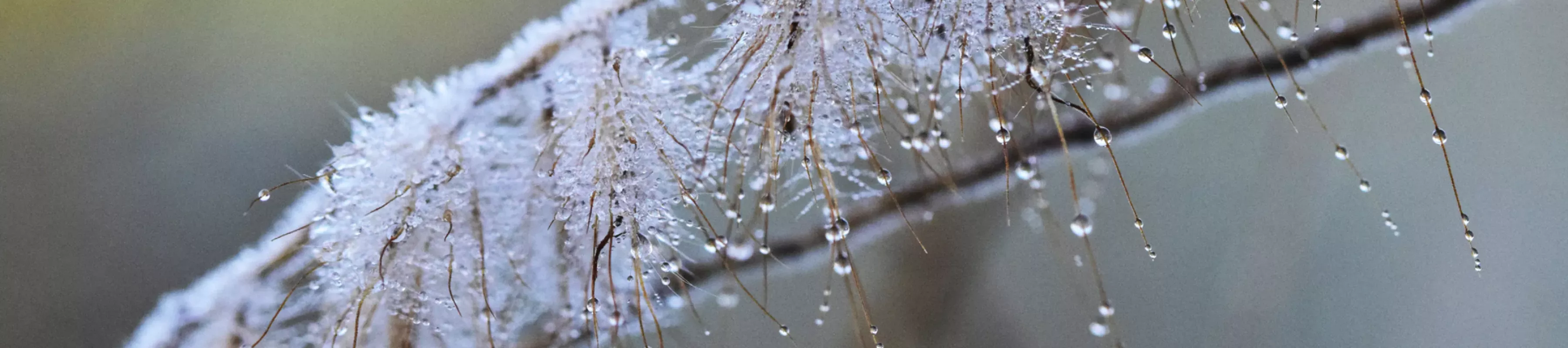 Frost formed on plants at Kew