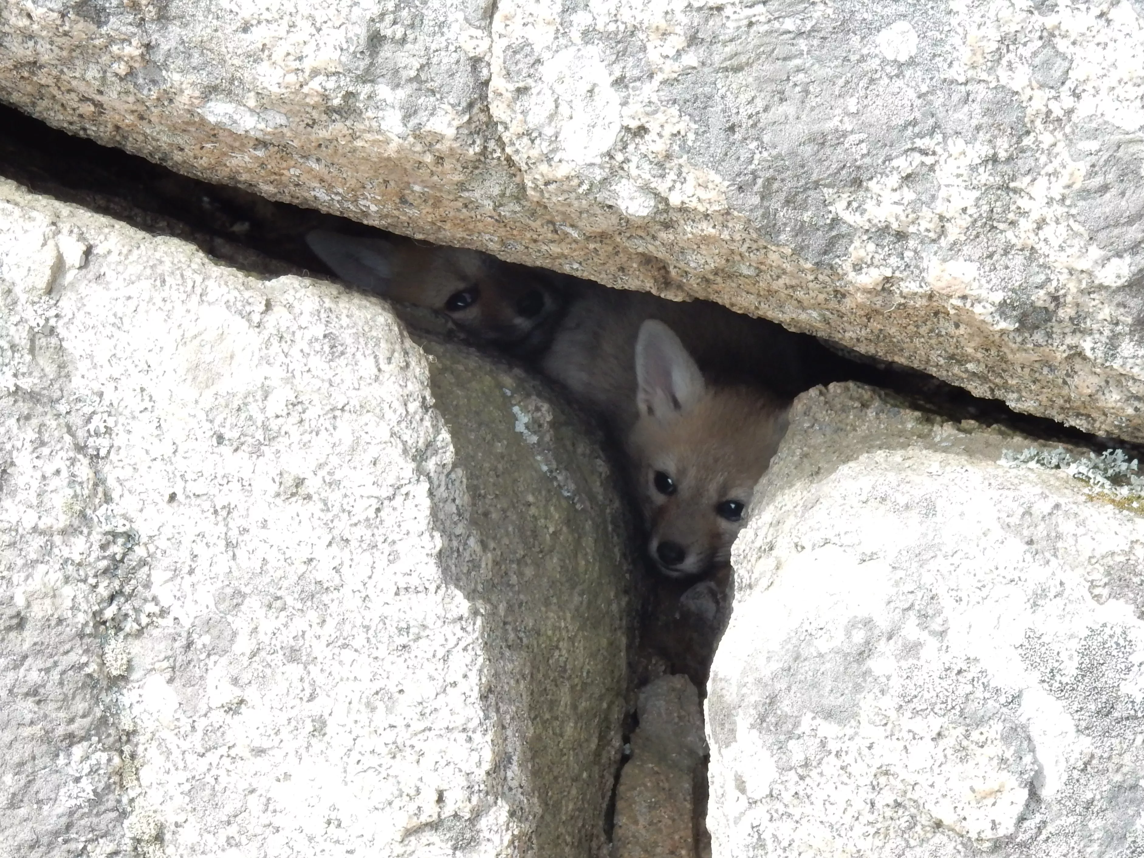 Two fox cubs look up from a crack in a boulder