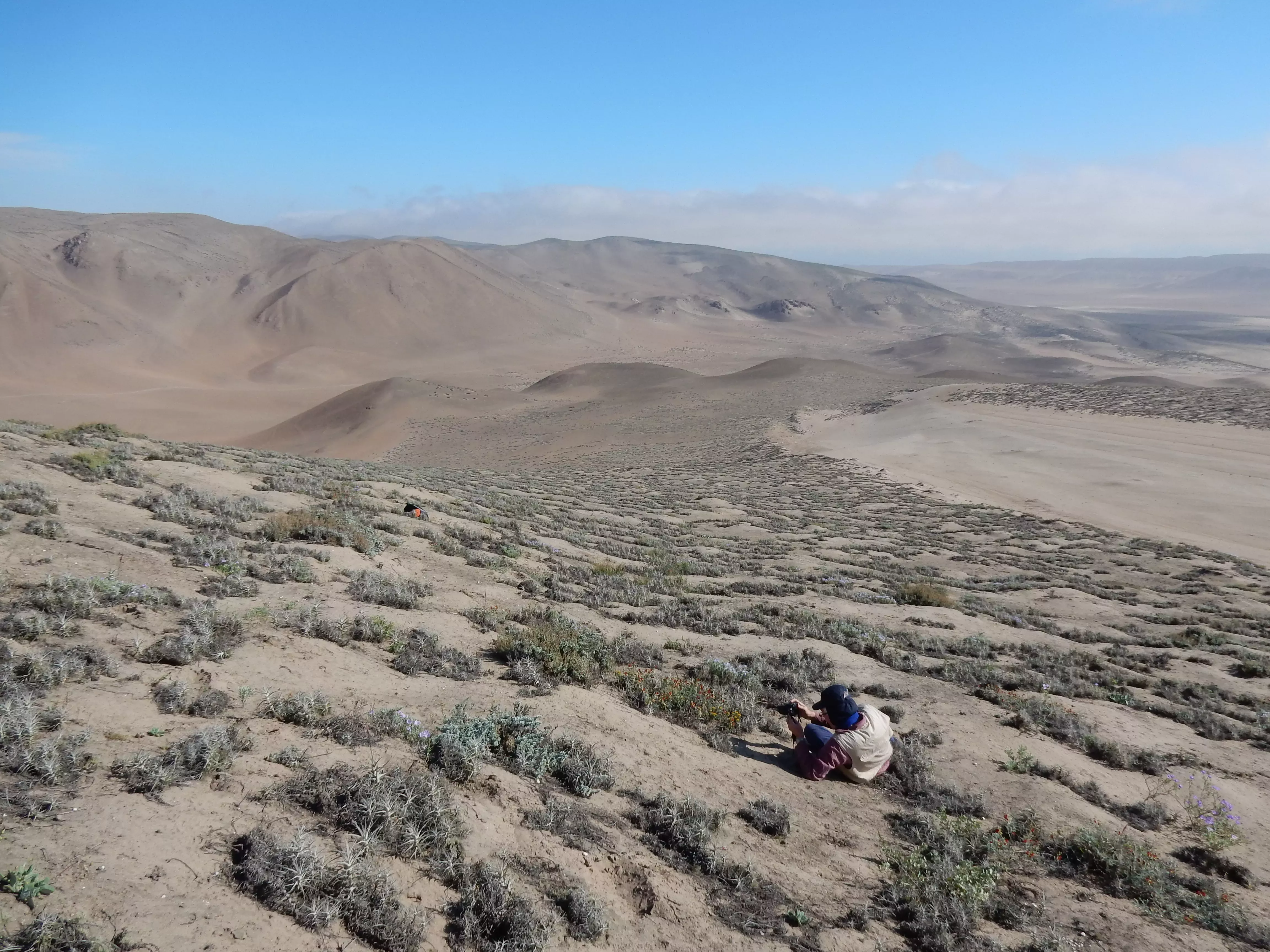 A landscape of plant clumps among sandy soil