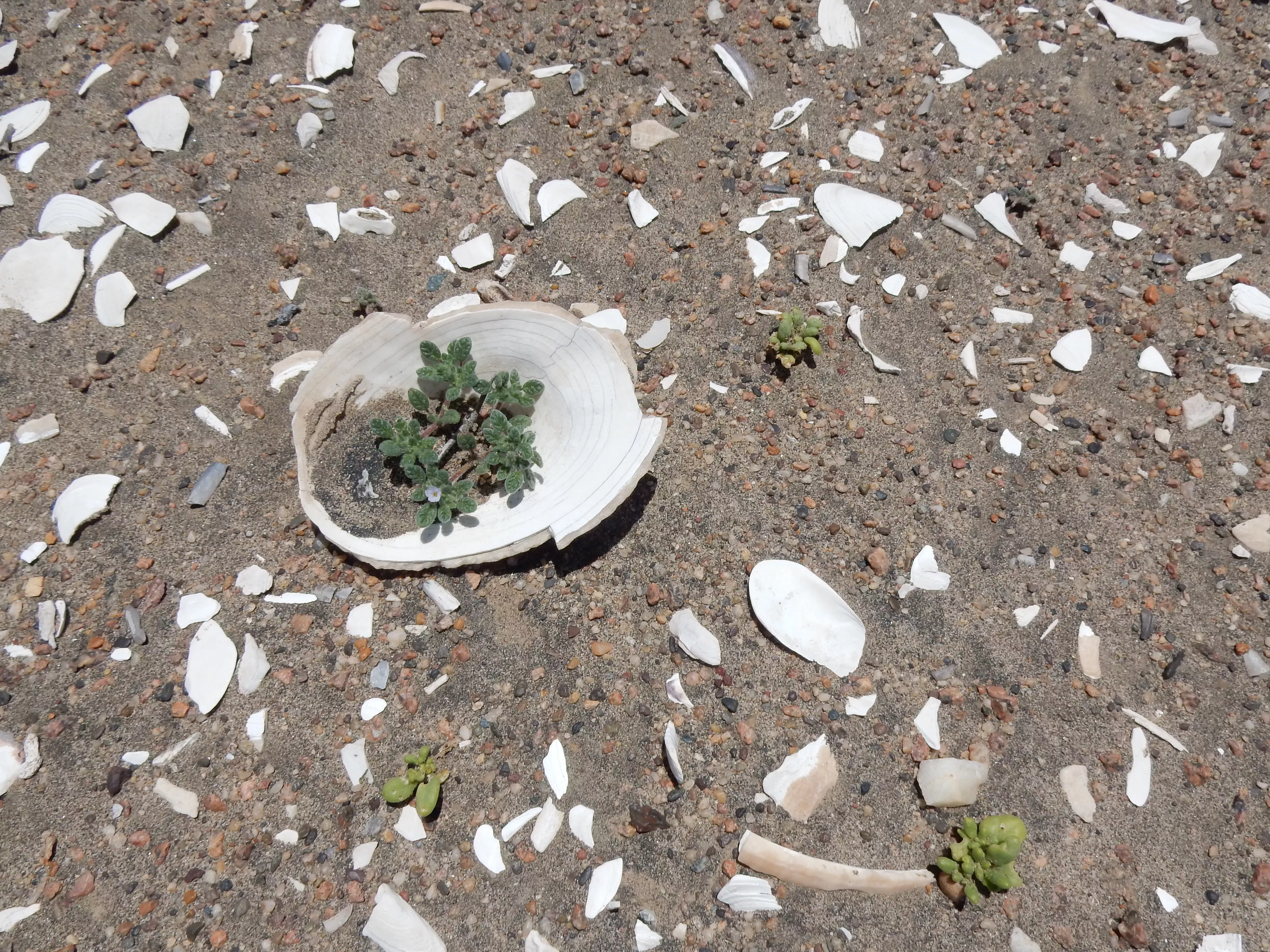 Tiny plants growing among shell fragments