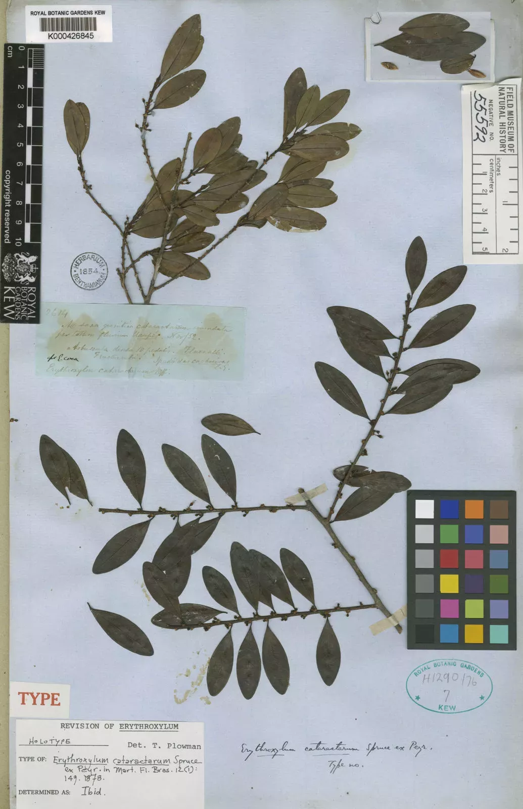 A dried specimen of a coca wild relative from the Kew Herbarium 