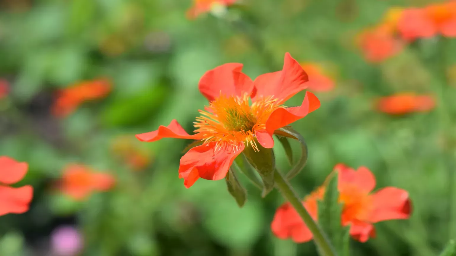 Orange flowers