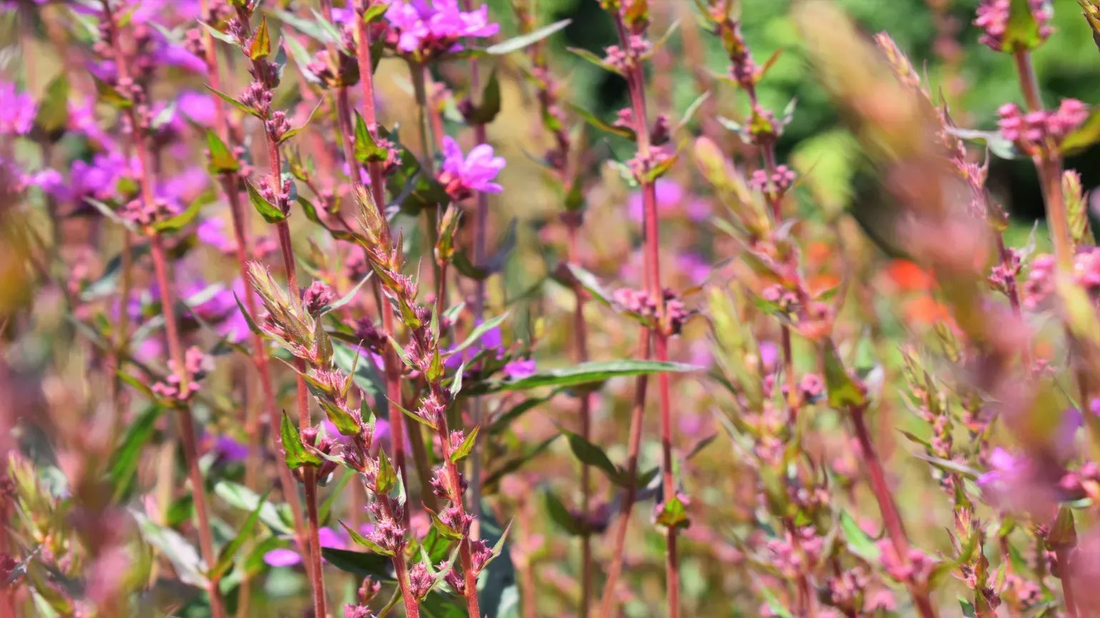 Pink flowers 