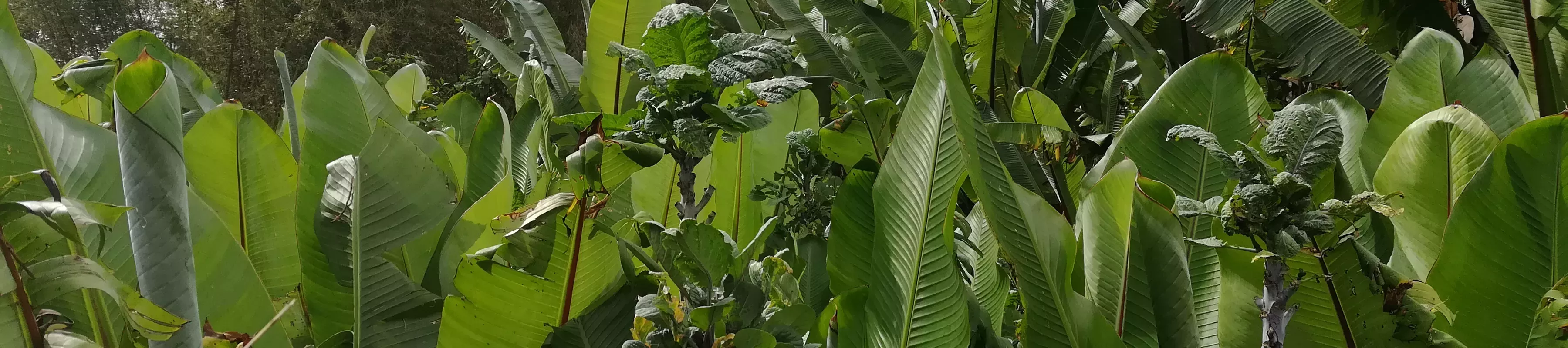 A long row of bunched up enset plants in Ethiopia