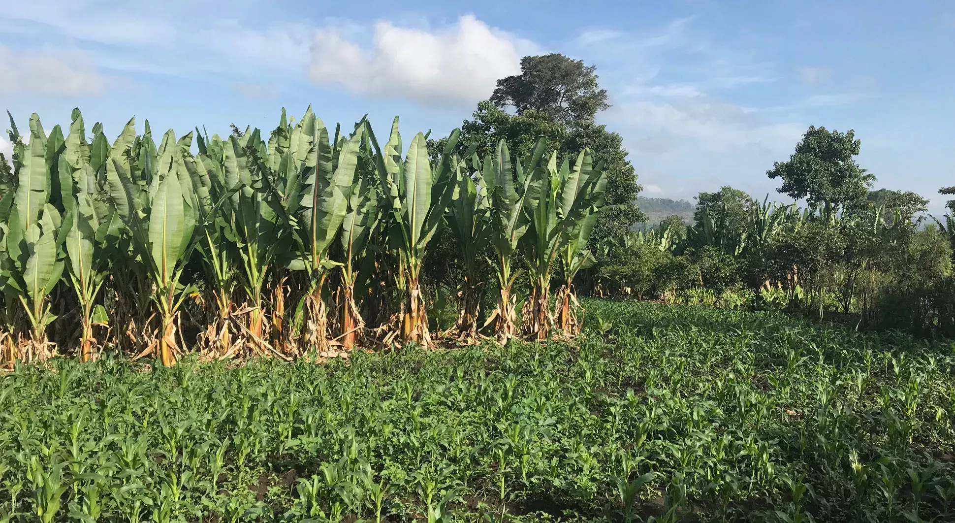 A group of tall green enset plants growing next to a small area of maize