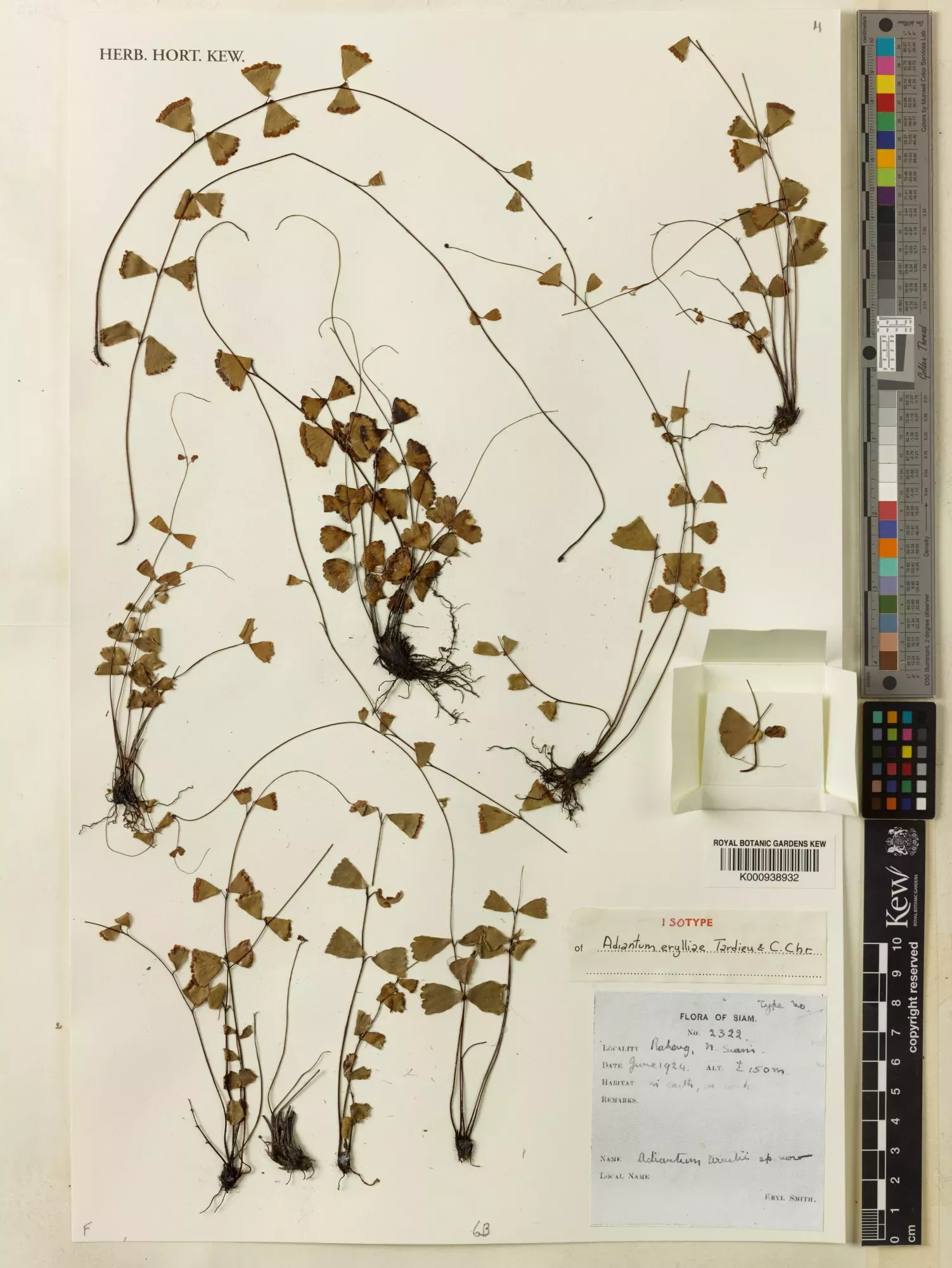 Dried brown, plant specimen 