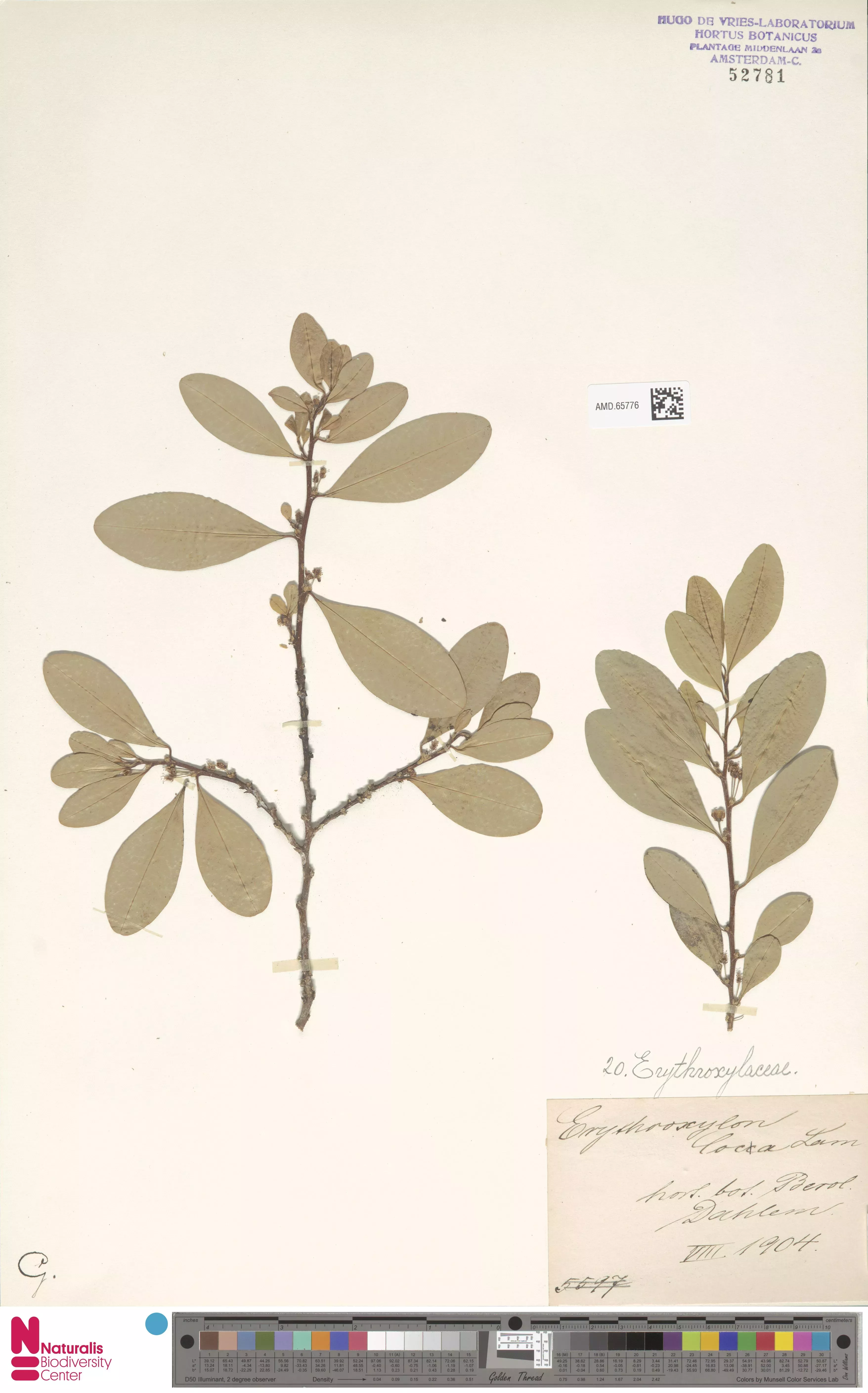 A dried specimen of coca plant Erythroxylum coca 