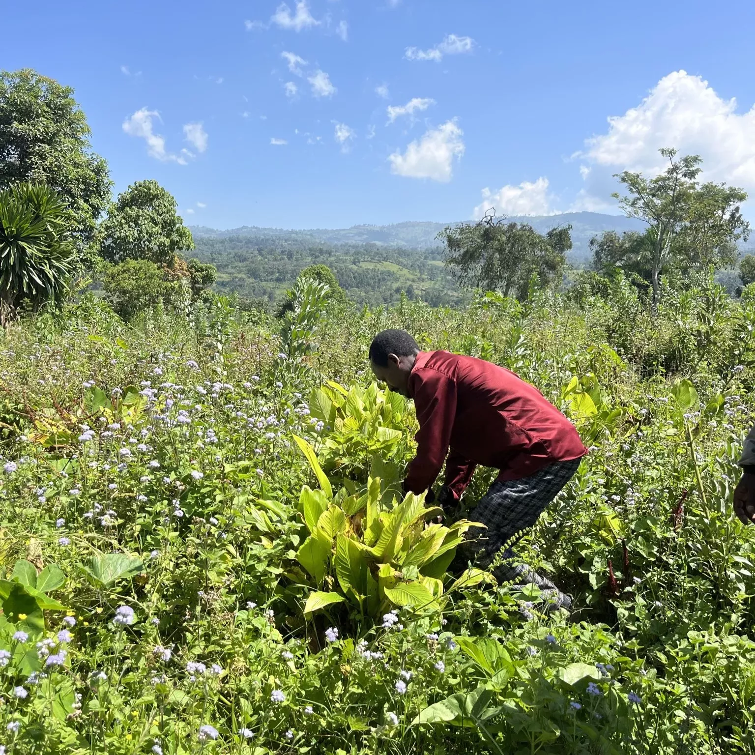 A plan handles crop amongst a landscape of many other plants and trees