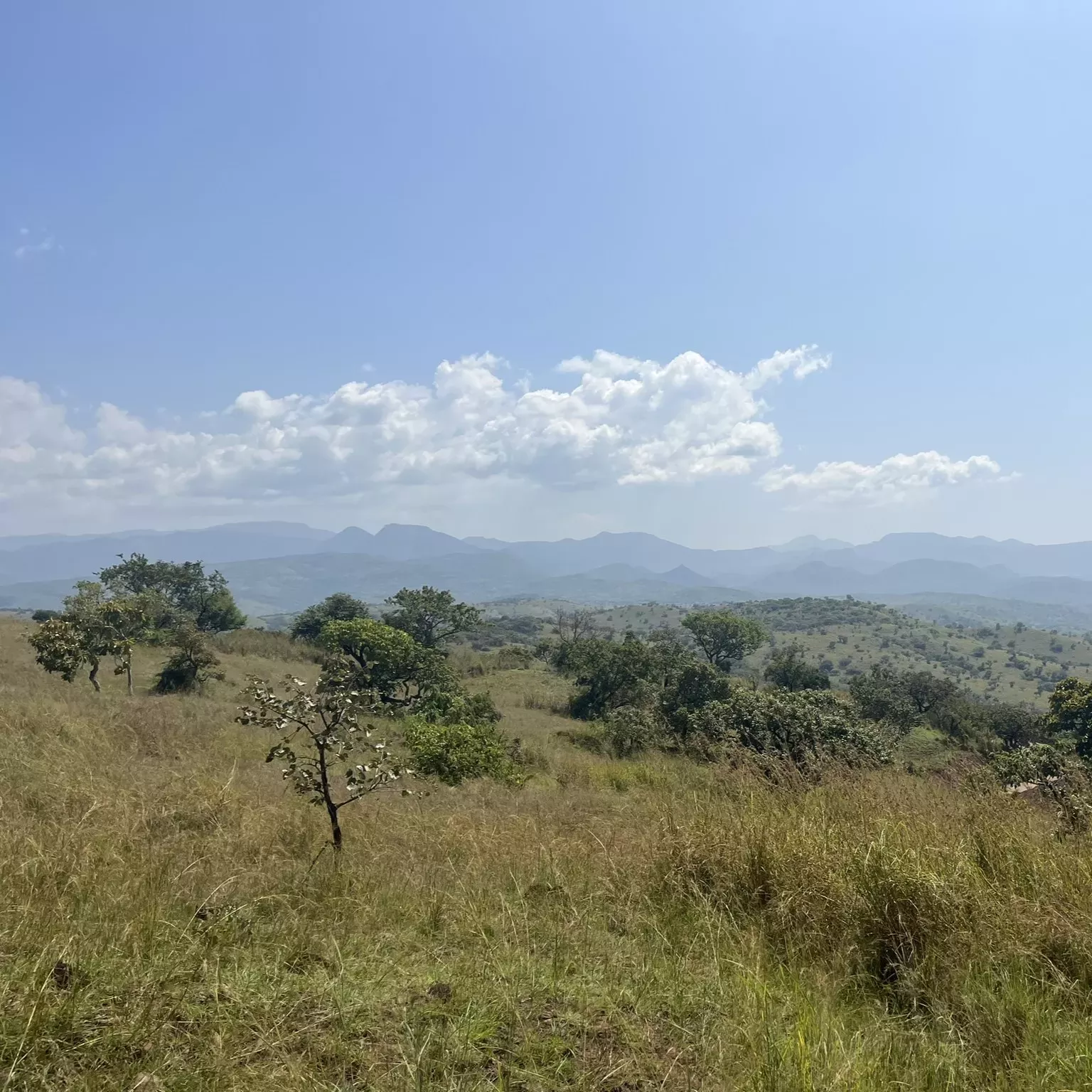 A landscape of savannah grassland is adorned by distant hills a blue sky