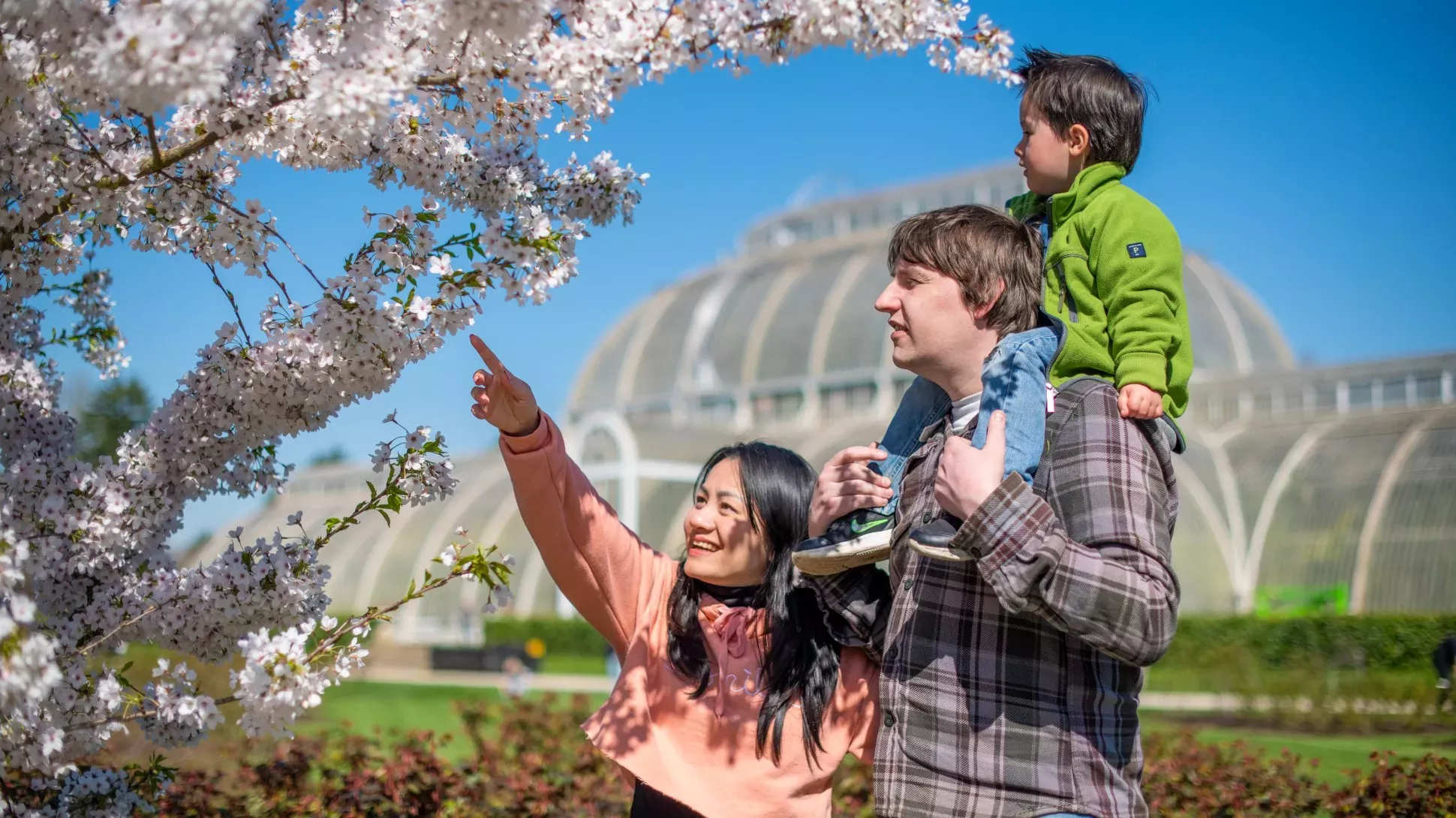 A family examine a cherry blossom tree in front of the Palm House at Kew Gardens