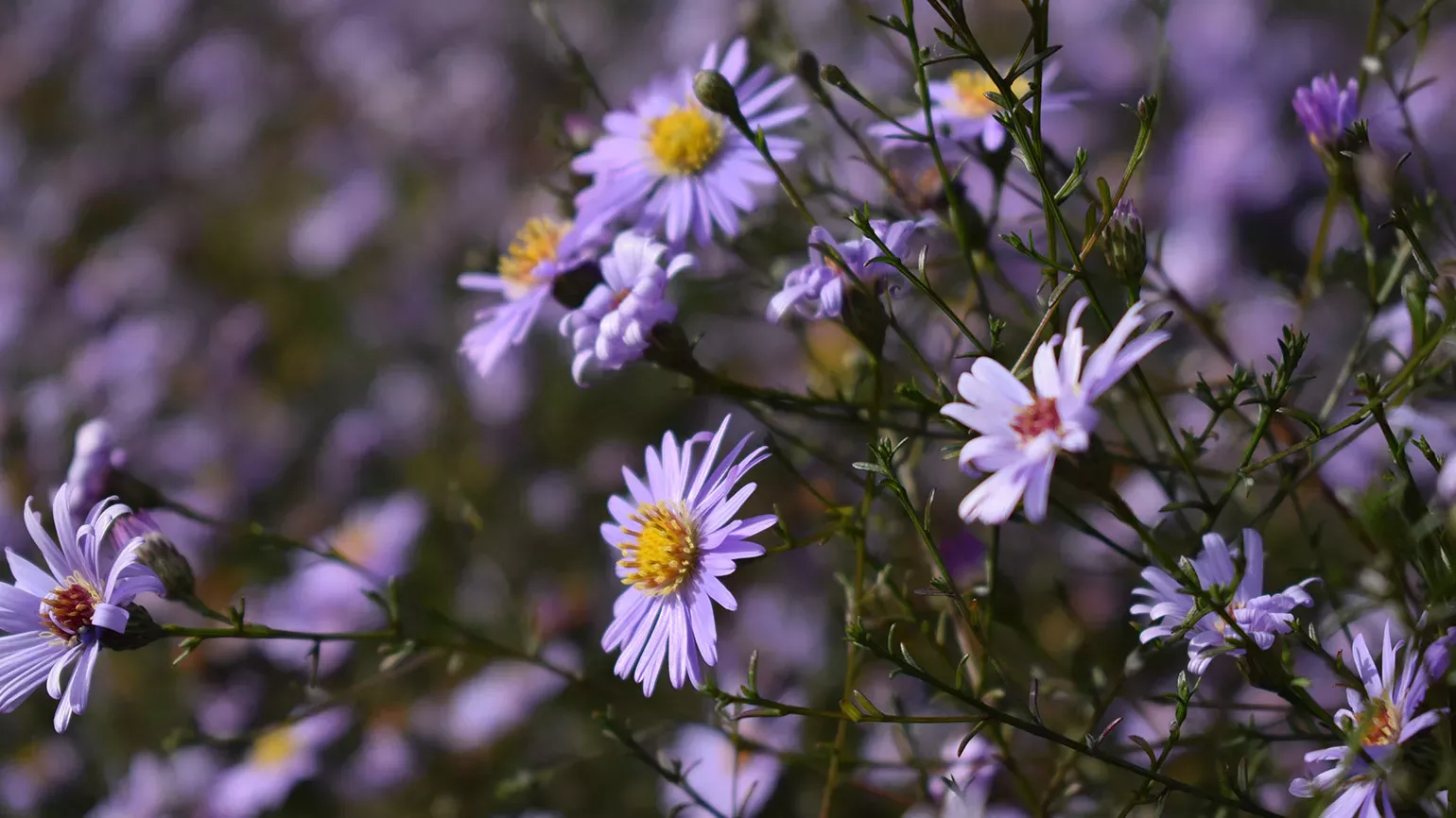 Flowers on the Broad Walk Borders 