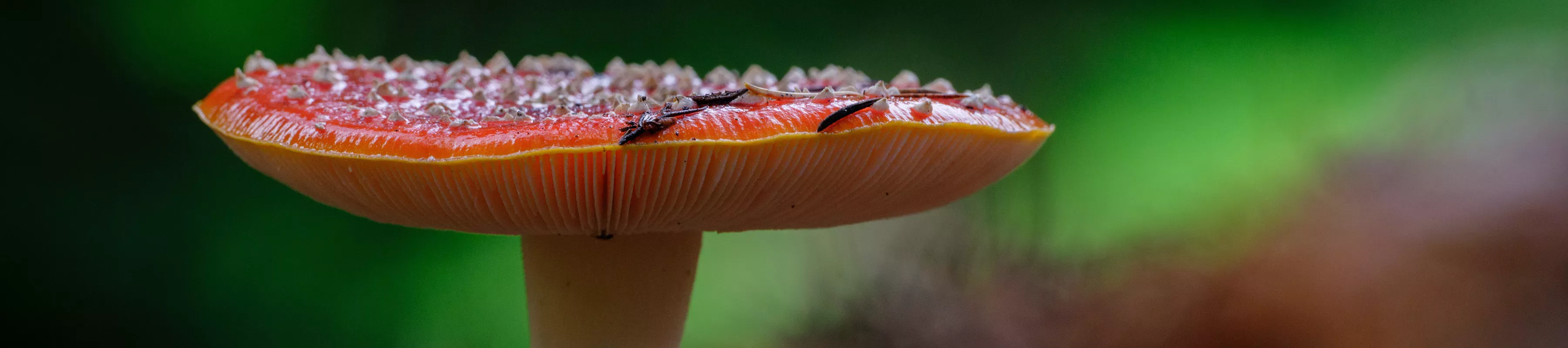 A closeup of a mushroom