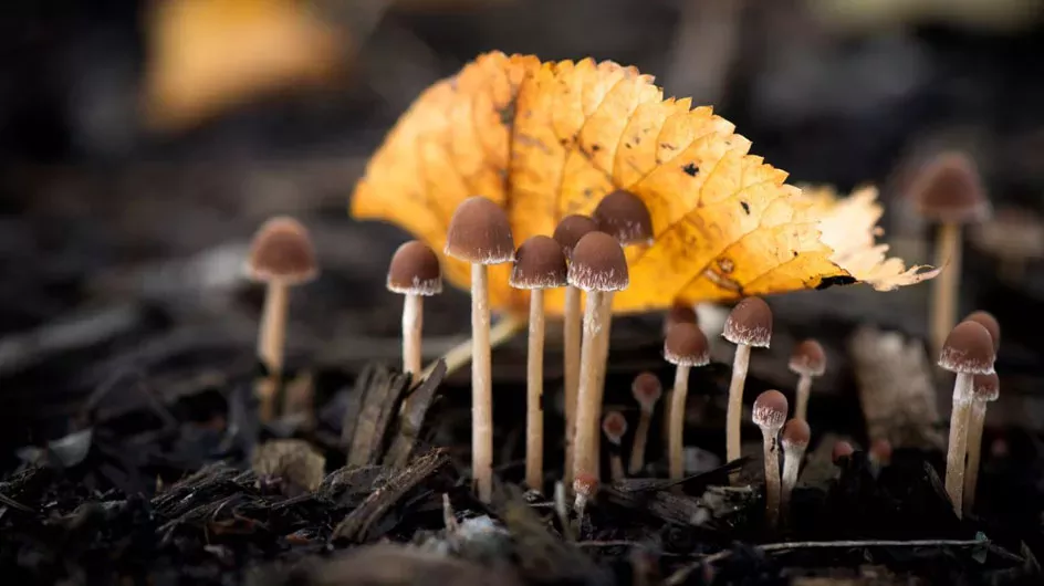 Fungi growing in the ground