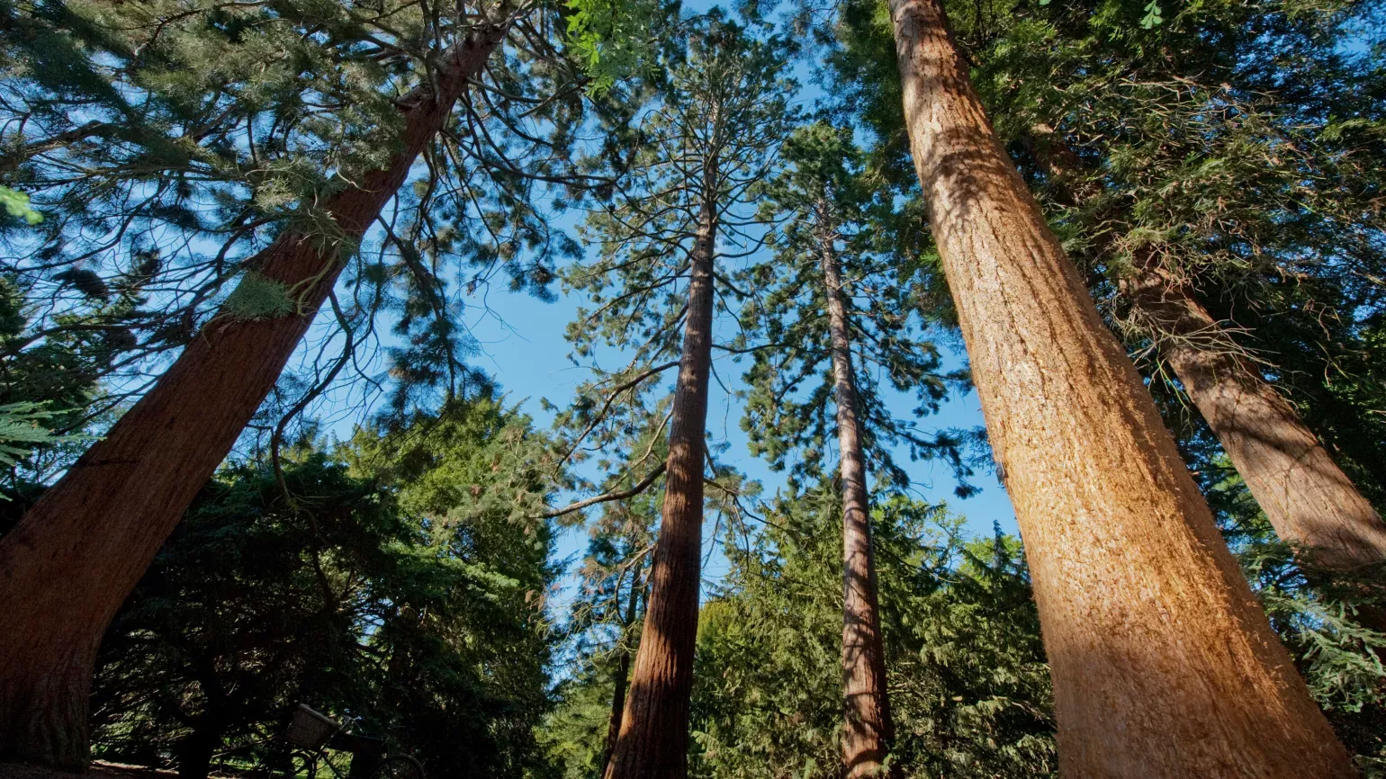 Giant redwoods in Kew's Redwood Grove 