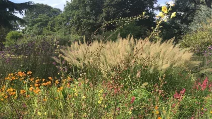 A colourful array of flowers in front of trees