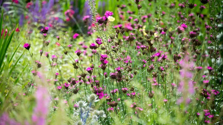 Great Broad Walk Borders, RBG Kew