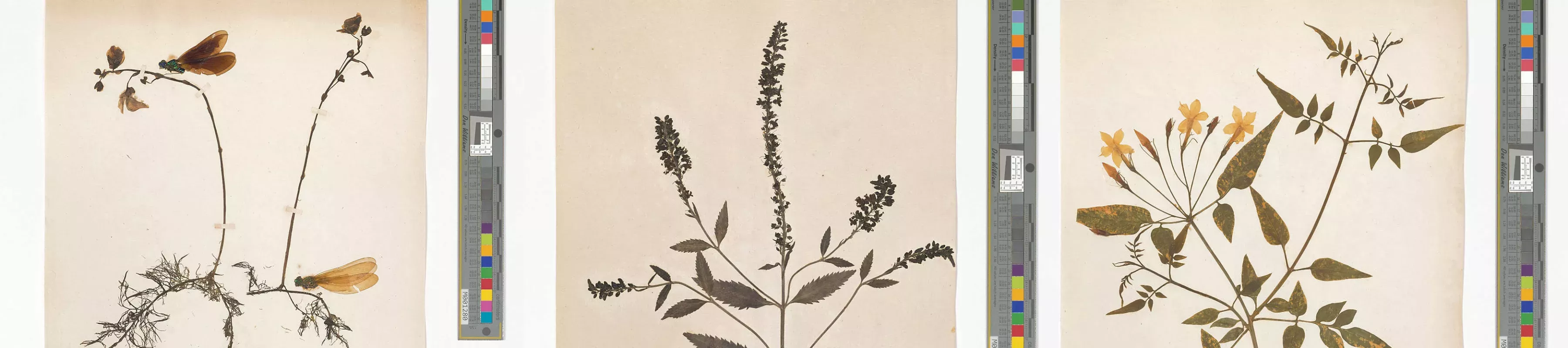 Three herbarium specimens from the mid 1800s