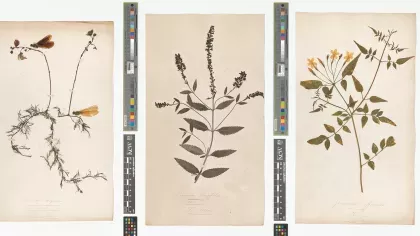 Herbarium specimens from the 1800s 