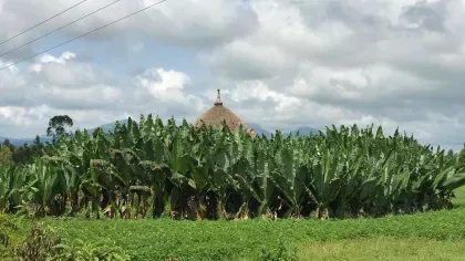 Plants in front of hut.