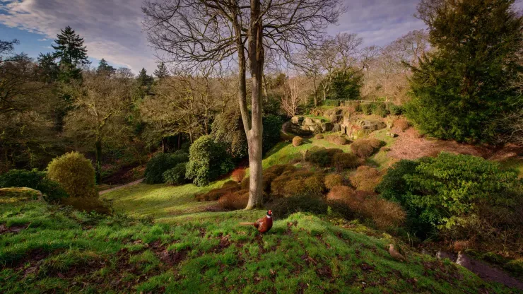 Himalayan Glade at Wakehurst in winter