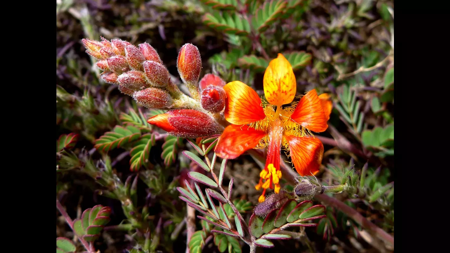 Bright red flowers bloom around a leafy backdrop